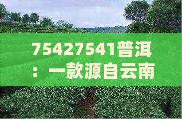 75427541普洱：一款源自云南的醇厚茶香，品味历与现代的完美融合