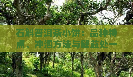 石斛普洱茶小饼：品种特点、冲泡方法与健益处一应俱全的全面解析