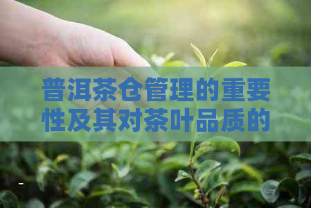 普洱茶仓管理的重要性及其对茶叶品质的影响：一篇全面解答的文章