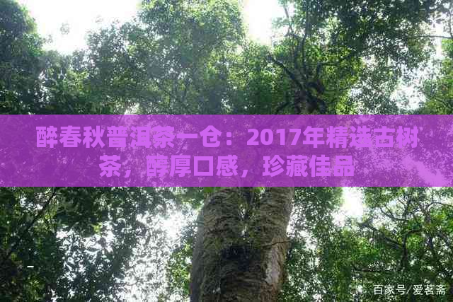 醉春秋普洱茶一仓：2017年精选古树茶，醇厚口感，珍藏佳品