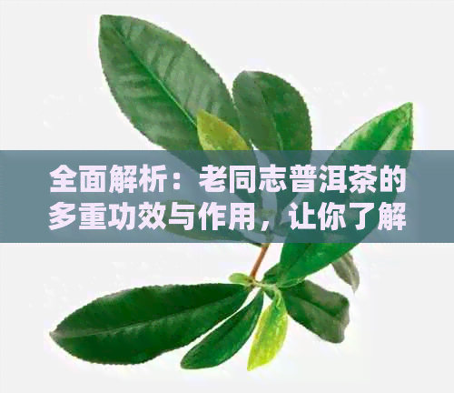 全面解析：老同志普洱茶的多重功效与作用，让你了解它的所有秘密