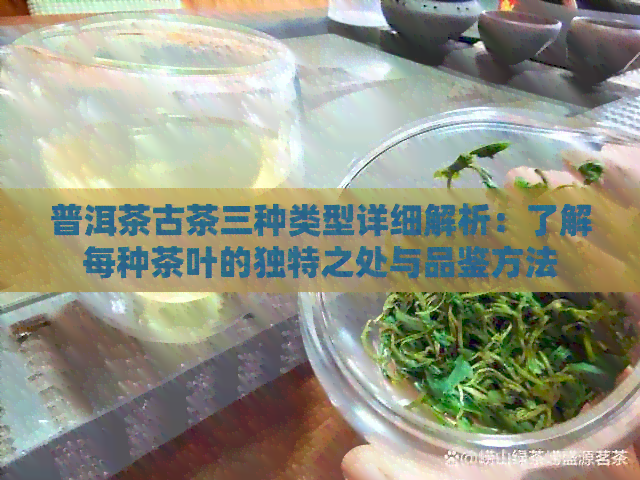 普洱茶古茶三种类型详细解析：了解每种茶叶的独特之处与品鉴方法