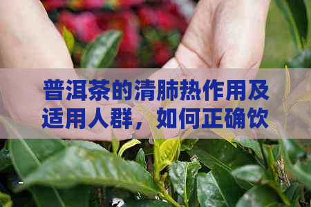 普洱茶的清肺热作用及适用人群，如何正确饮用以达到效果？