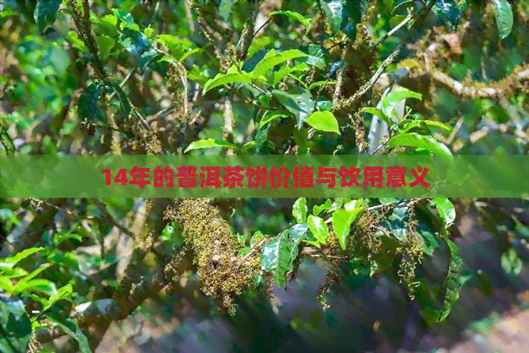 14年的普洱茶饼价值与饮用意义