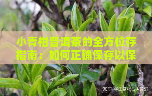 小青柑普洱茶的全方位存指南：如何正确保存以保持其品质和口感