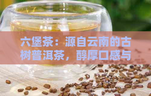 六堡茶：源自云南的古树普洱茶，醇厚口感与文化韵味的完美结合