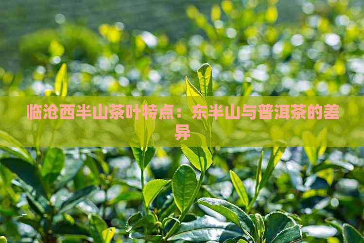 临沧西半山茶叶特点：东半山与普洱茶的差异