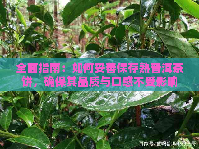 全面指南：如何妥善保存熟普洱茶饼，确保其品质与口感不受影响