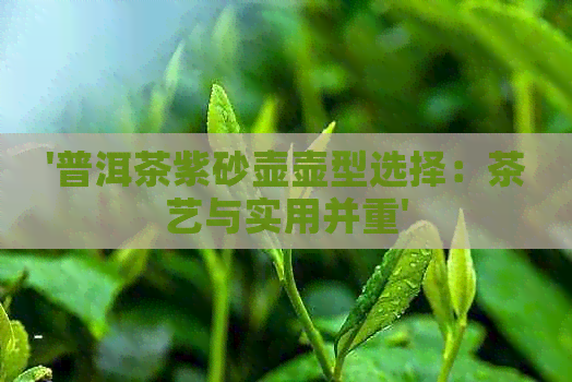 '普洱茶紫砂壶壶型选择：茶艺与实用并重'