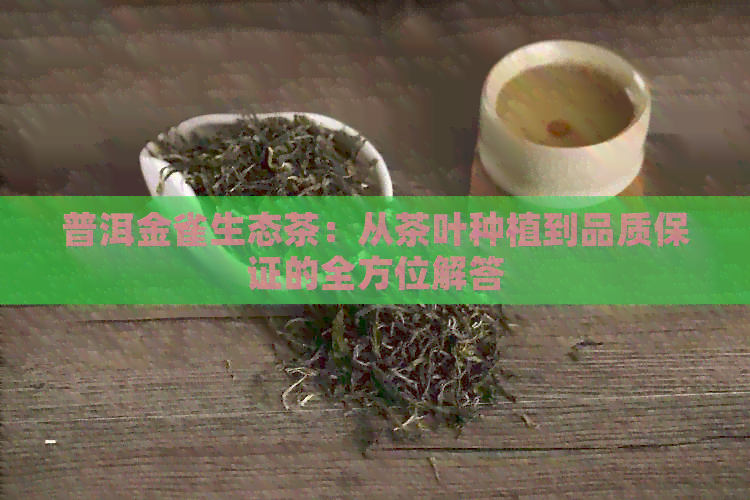 普洱金雀生态茶：从茶叶种植到品质保证的全方位解答