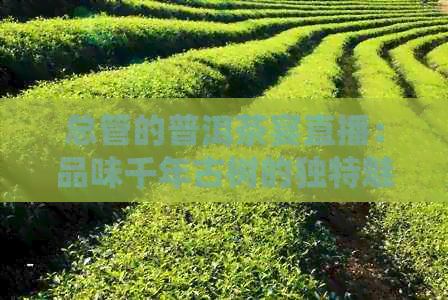 总管的普洱茶宴直播：品味千年古树的独特魅力与文化底蕴