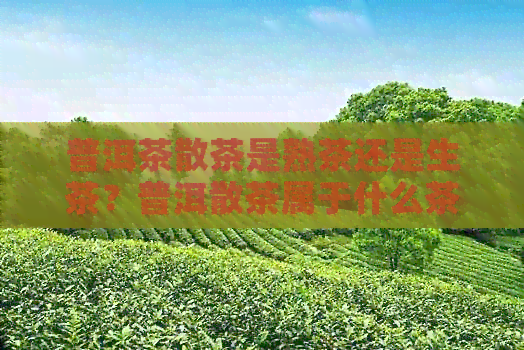 普洱茶散茶是熟茶还是生茶？普洱散茶属于什么茶？是绿茶吗？