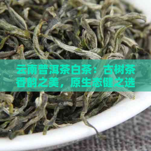 云南普洱茶白茶：古树茶香韵之美，原生态健之选