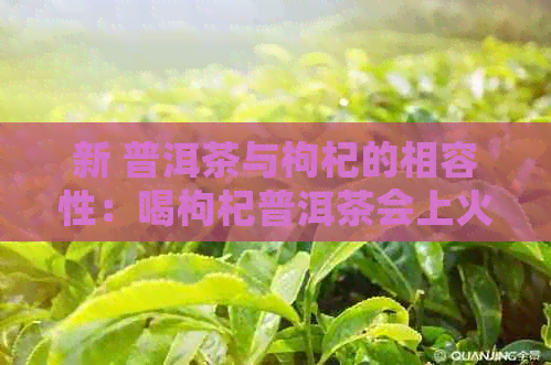 新 普洱茶与枸杞的相容性：喝枸杞普洱茶会上火吗？