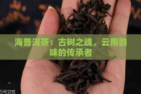 海普洱茶：古树之魂，云南韵味的传承者