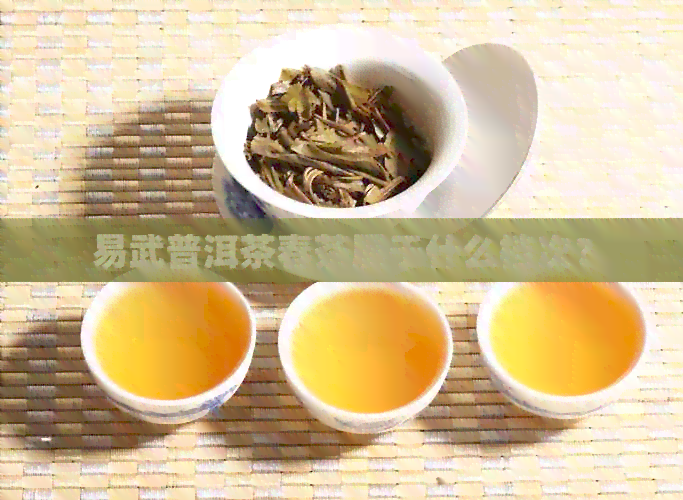 易武普洱茶春茶属于什么档次？