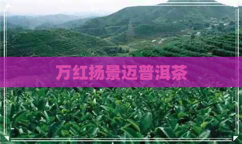 万红扬景迈普洱茶