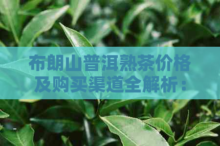 布朗山普洱熟茶价格及购买渠道全解析：了解最新市场行情与优质推荐