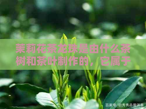 茉莉花茶龙珠是由什么茶树和茶叶制作的，它属于哪种茶叶？