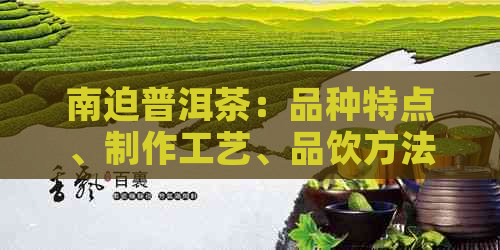 南迫普洱茶：品种特点、制作工艺、品饮方法、功效与作用全方位解析