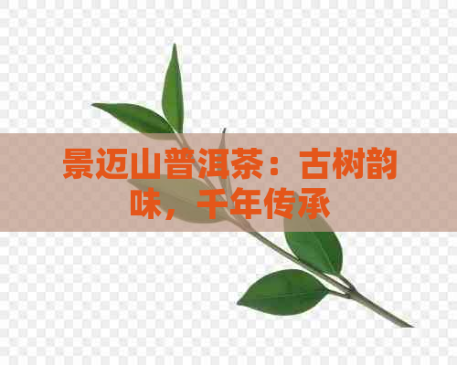 景迈山普洱茶：古树韵味，千年传承