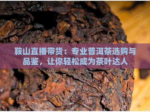 鞍山直播带货：专业普洱茶选购与品鉴，让你轻松成为茶叶达人