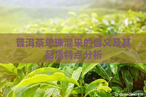 普洱茶单珠混采的含义及其品质特点分析