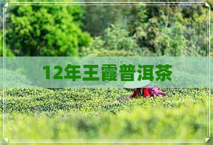 12年王霞普洱茶