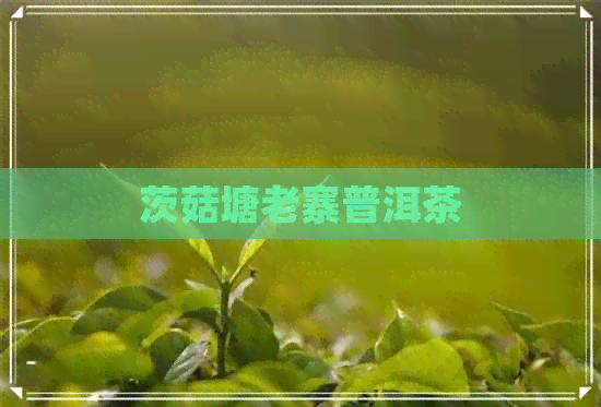 茨菇塘老寨普洱茶