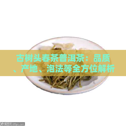 古树头春茶普洱茶：品质、产地、泡法等全方位解析与品鉴指南