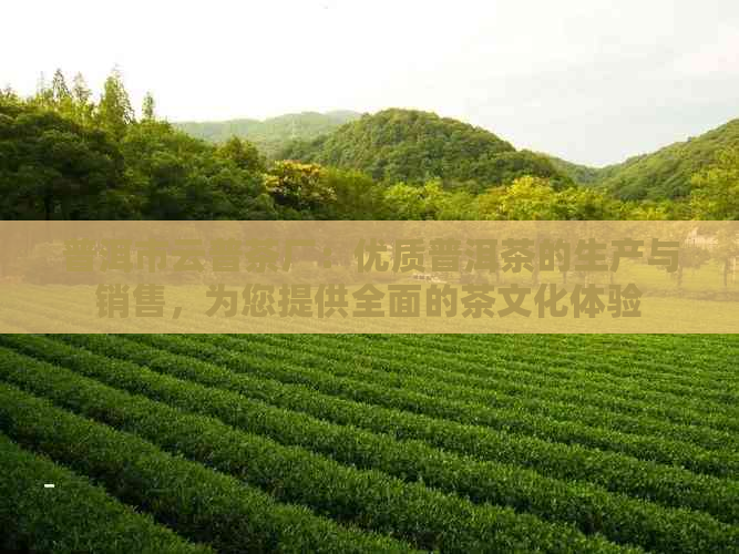 普洱市云普茶厂：优质普洱茶的生产与销售，为您提供全面的茶文化体验