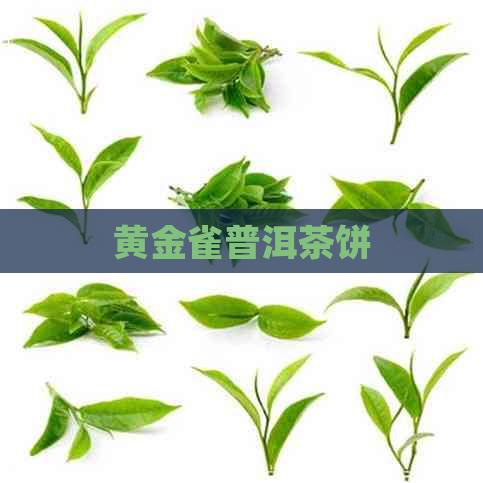 黄金雀普洱茶饼