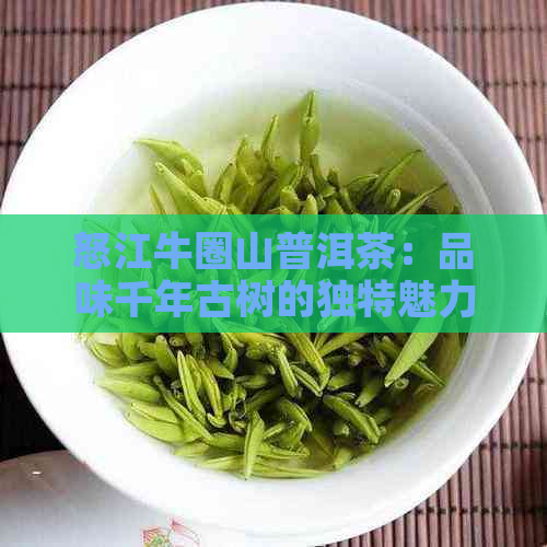 怒江牛圈山普洱茶：品味千年古树的独特魅力