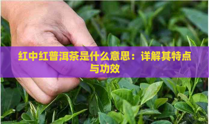 红中红普洱茶是什么意思：详解其特点与功效