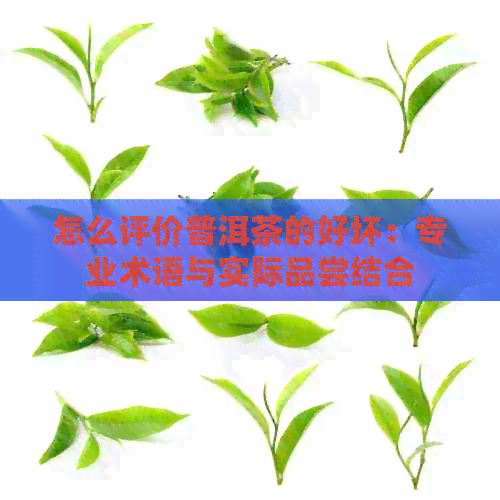 怎么评价普洱茶的好坏：专业术语与实际品尝结合