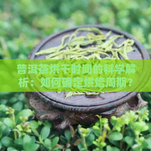 普洱茶烘干时间的科学解析：如何确定烘焙周期？