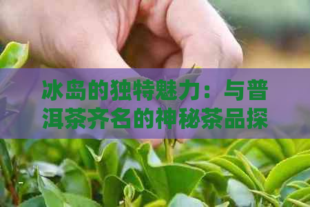 冰岛的独特魅力：与普洱茶齐名的神秘茶品探索