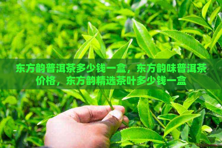 东方韵普洱茶多少钱一盒，东方韵味普洱茶价格，东方韵精选茶叶多少钱一盒