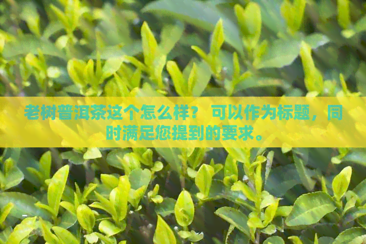 老树普洱茶这个怎么样？ 可以作为标题，同时满足您提到的要求。