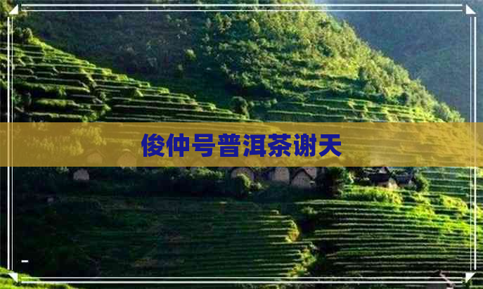 俊仲号普洱茶谢天