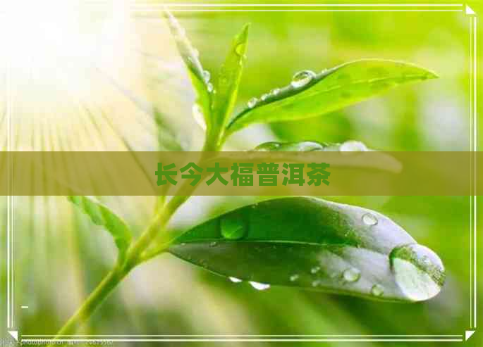 长今大福普洱茶