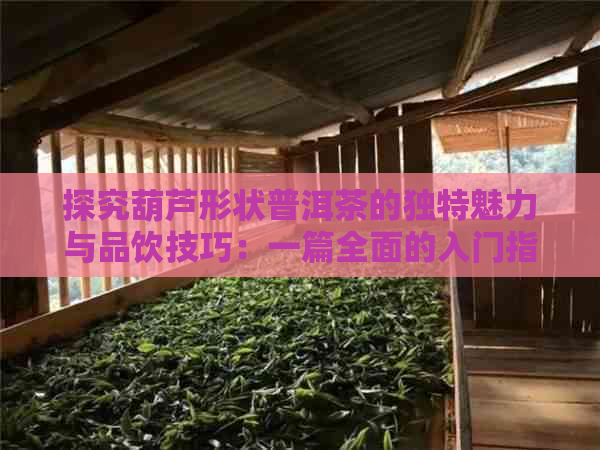 探究葫芦形状普洱茶的独特魅力与品饮技巧：一篇全面的入门指南