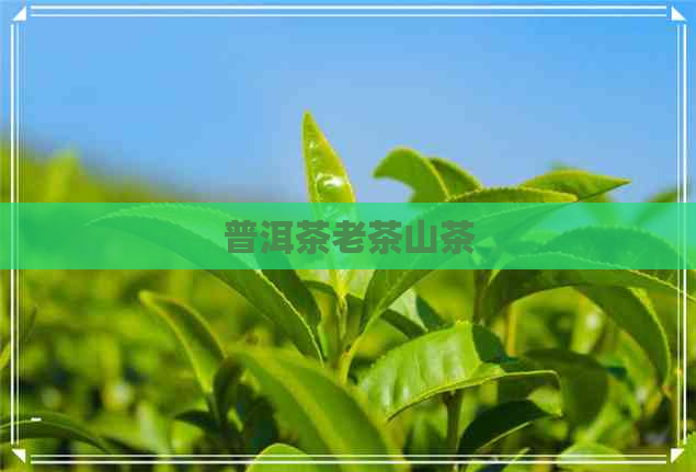 普洱茶老茶山茶