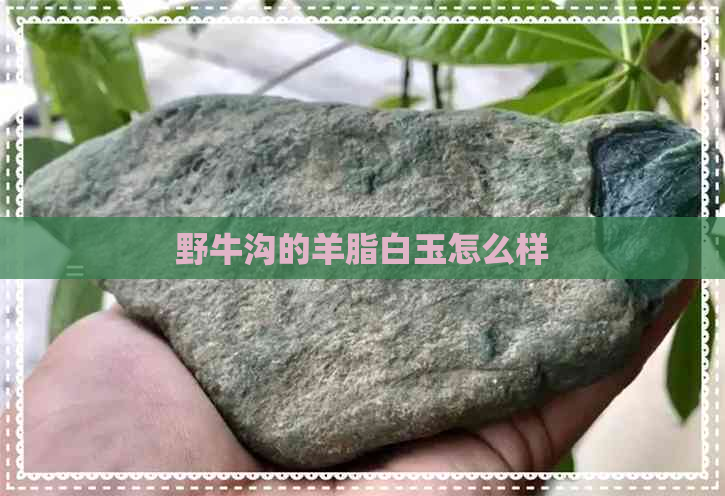 野牛沟的羊脂白玉怎么样