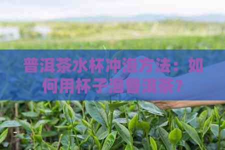 普洱茶水杯冲泡方法：如何用杯子泡普洱茶？