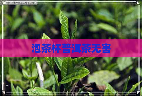 泡茶杯普洱茶无害