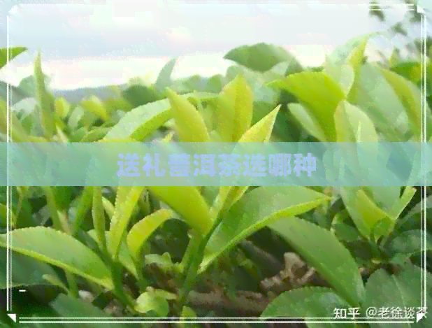 送礼普洱茶选哪种