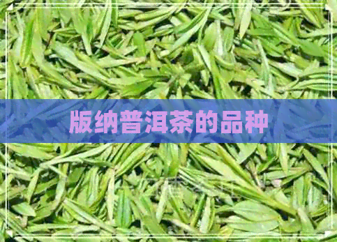 版纳普洱茶的品种