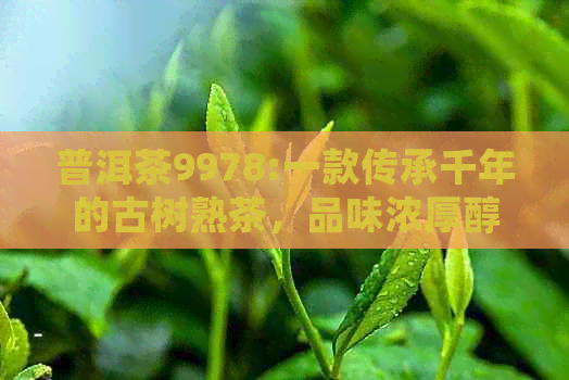 普洱茶9978:一款传承千年的古树熟茶，品味浓厚醇香的独特风味