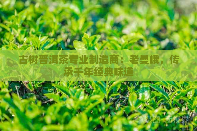 古树普洱茶专业制造商：老曼峨，传承千年经典味道